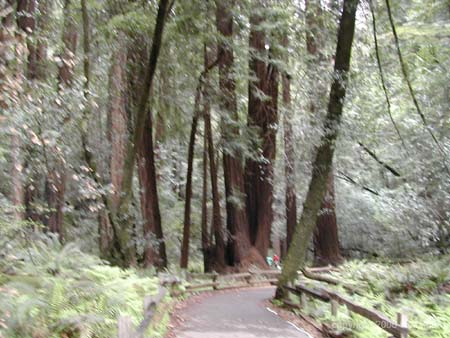Muir Woods National Monument3
