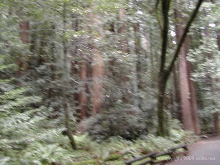 Muir Woods National Monument6