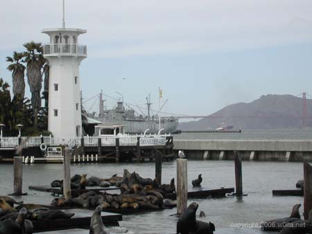 Sea Lion3